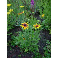 Rudbeckia hybr. Gloriosa Daisy - třapatka