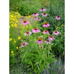 Rudbeckia purpurea - třapatka nachová