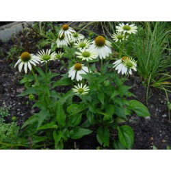 Rudbeckia purpurea Alba - třapatka nachová