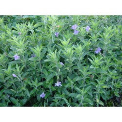 Ruellia humilis