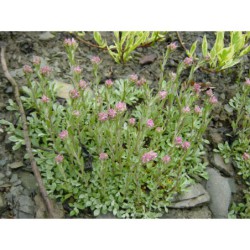 Antennaria dioica Rubra - kociánek