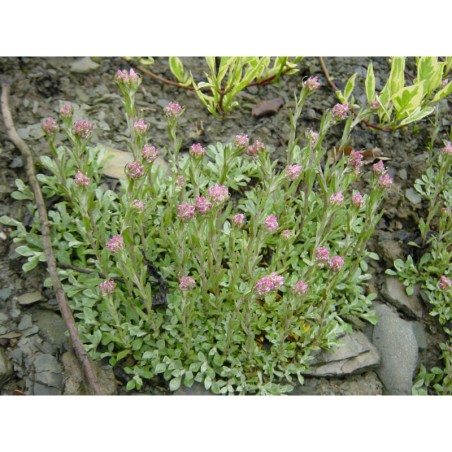Antennaria dioica Rubra - kociánek