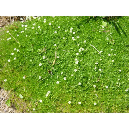 Sagina subulata - úrazník