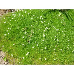 Sagina subulata - úrazník