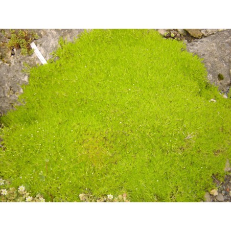 Sagina subulata Aurea - úrazník