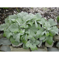 Salvia argentea - šalvěj stříbrná