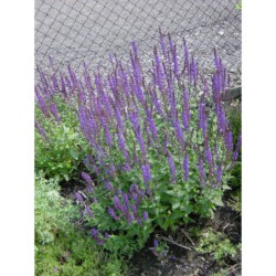 Salvia nemorosa - šalvěj hajní