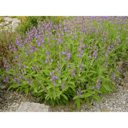 Salvia officinalis - šalvěj lékařská