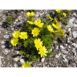 Adonis vernalis - hlaváček jarní