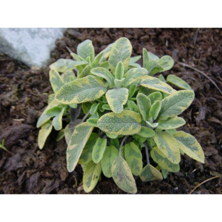 Salvia officinalis Icterina - šalvěj lékařská