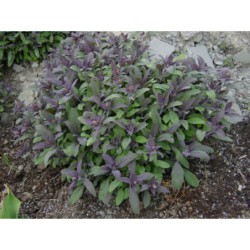 Salvia officinalis Purpurea - šalvěj lékařská