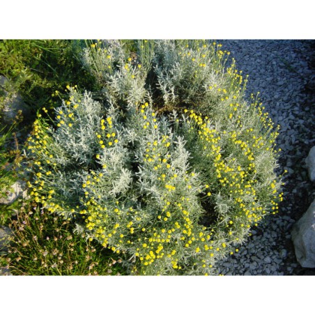 Santolina chamaecyparissus - svatolina