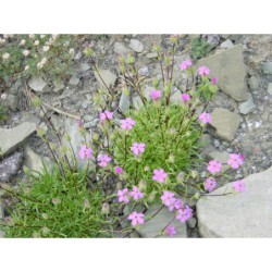 Saponaria caespitosa - mydlice