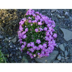 Saponaria Bressingham hybrid - mydlice