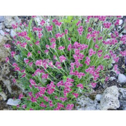 Antennaria dioica Minima Rubra - kociánek