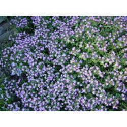 Saponaria ocymoides - mydlice