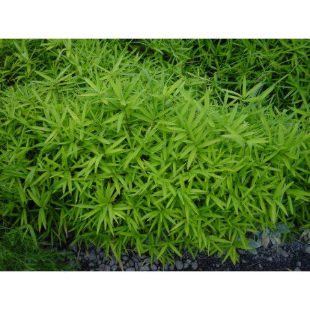 Sasa pumila - minibambus