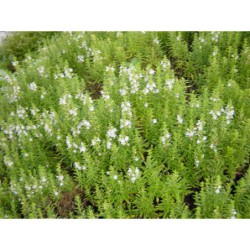 Satureja montana - saturejka