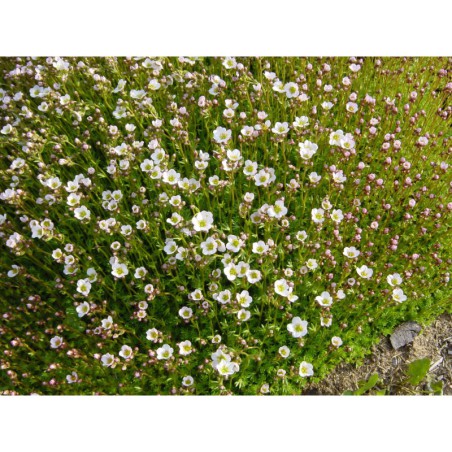 Saxifraga arendsii - lomikámen