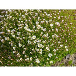 Saxifraga arendsii - lomikámen