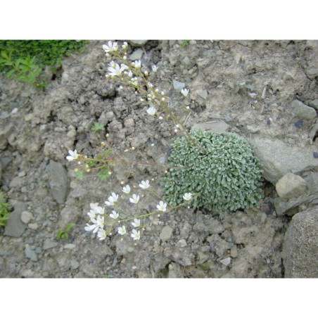 Saxifraga cochlearifolia - lomikámen
