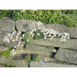 Saxifraga cochlearifolia Minor - lomikámen