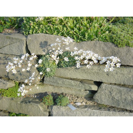 Saxifraga cochlearifolia Minor - lomikámen