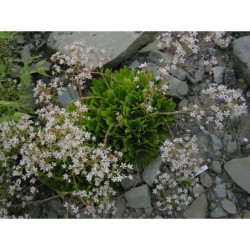 Saxifraga cotyledon - lomikámen