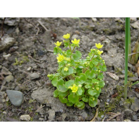 Saxifraga cymbalaria - lomikámen