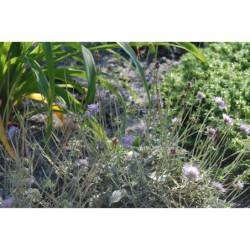Scabiosa japonica Alpina - hlaváč