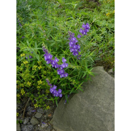 Scutelaria bajkalensis - šišák bajkalský