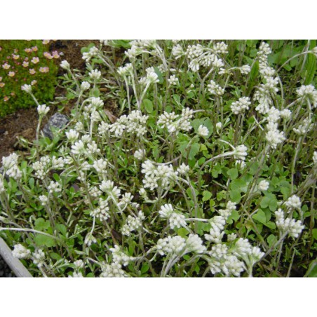 Antennaria plantaginifolia - kociánek