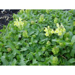 Scutelaria orientalis - šišák východní