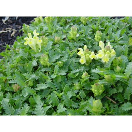 Scutelaria orientalis - šišák východní