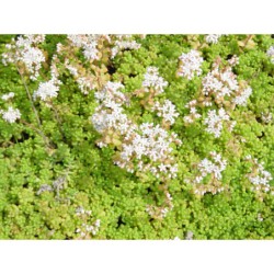 Sedum album - rozchodnk bílý