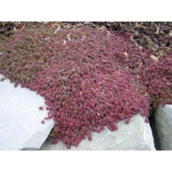 Sedum album Red Carpet - rozchodník bílý