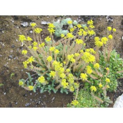 Sedum reflexum Glaucum - rozchodník