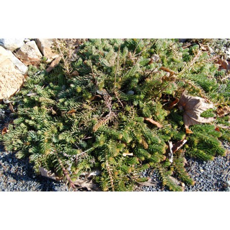 Sedum reflexum - rozchodník