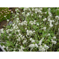 Antennaria plantaginifolia - kociánek