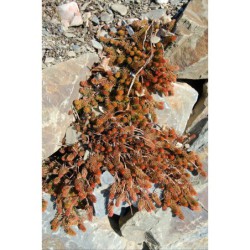 Sedum reflexum Orange - rozchodník