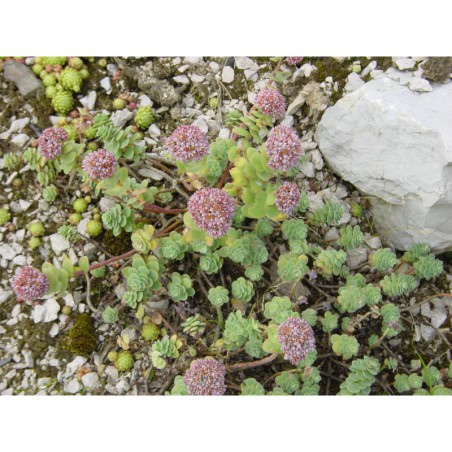 Sedum anacampseros - rozchodník
