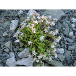 Sedum anglicum Minor - rozchodník