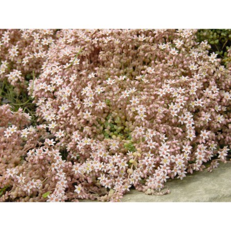 Sedum dasyphylum - rozchodník