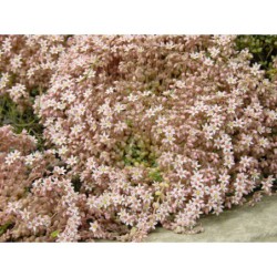 Sedum dasyphylum - rozchodník