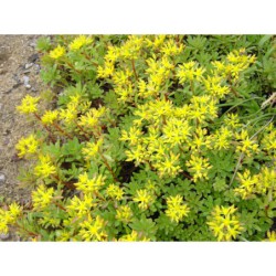 Sedum floriferum - rozchodník