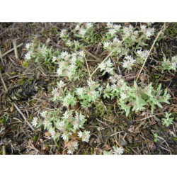 Sedum hispanicum - rozchodník španělský