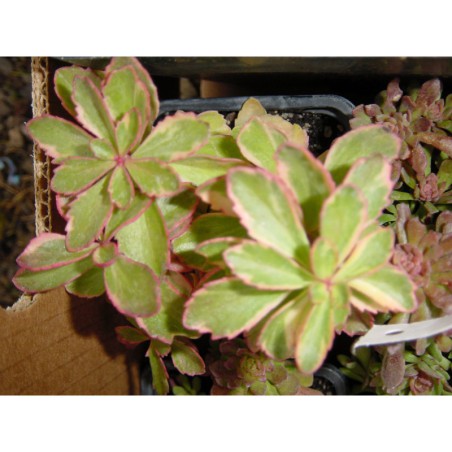 Sedum kamtchaticum Variegatum - rozchodník