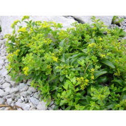 Sedum kamtchaticum - rozchodník