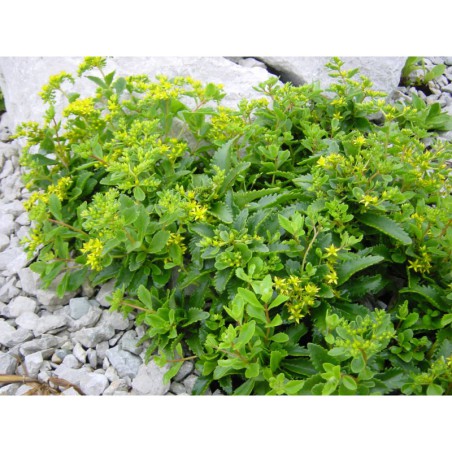 Sedum kamtchaticum - rozchodník