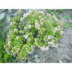 Sedum populifolium - rozchodník
